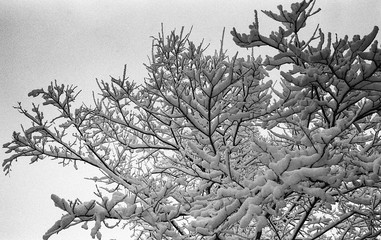 tree branches covered with snow in winter