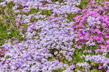 Obraz premium 芝桜