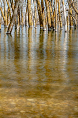 Trees reflect in the ripple in water that has flooded a forest