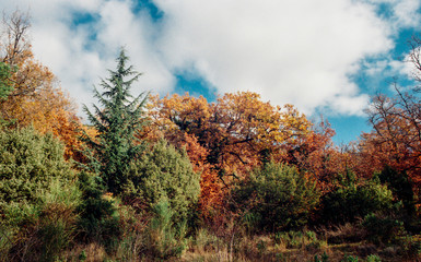 Fototapeta premium fall foliage in the forest