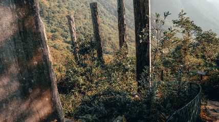 wooden pillars with green plants and shrubbery in Hong Kong natural park