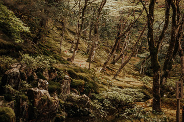 Japanese forest with beautiful green trees, rocks, and shrubs in a garden park