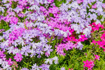 Obraz premium 芝桜