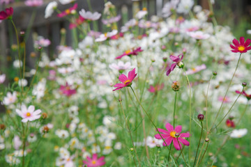 Obraz na płótnie Canvas Pink cosmos in the garden on a background of white flowers