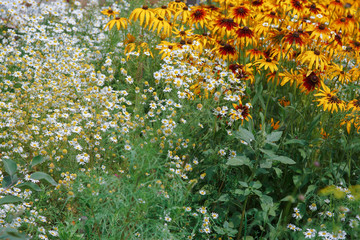 Chamomile and rudbeckia in the summer garden