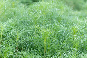 close up of Sulfur Cosmos or Yellow Cosmos