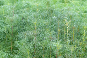 close up of Sulfur Cosmos or Yellow Cosmos