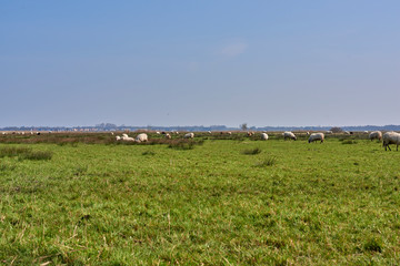 Fototapeta premium Sheep in the field, Groningen - Netherlands