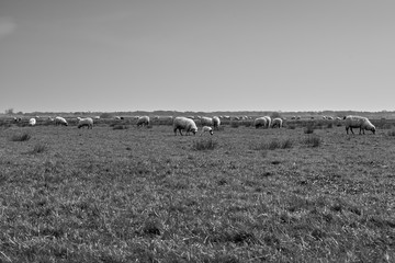 Sheep in the field, Groningen - Netherlands