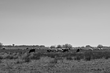 Fototapeta na wymiar Sheep in the field, Groningen - Netherlands