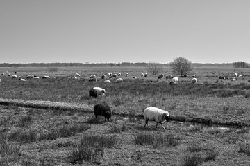 Sheep in the field, Groningen - Netherlands