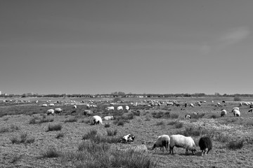 Sheep in the field, Groningen - Netherlands