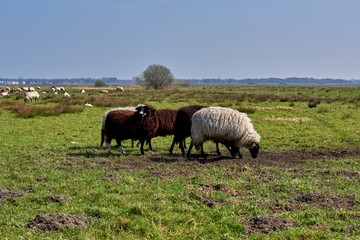 Naklejka na ściany i meble Sheep in the field, Groningen - Netherlands