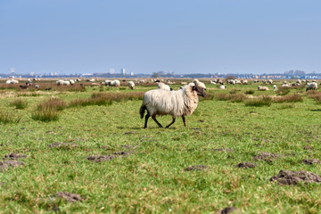 Fototapeta premium Sheep in the field, Groningen - Netherlands