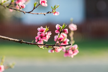 Kwitnące drzewo brzoskwini - obrazy, fototapety, plakaty