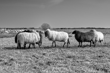 Obraz premium Sheep in the field, Groningen - Netherlands