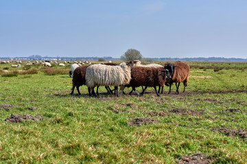Naklejka na ściany i meble Sheep in the field, Groningen - Netherlands