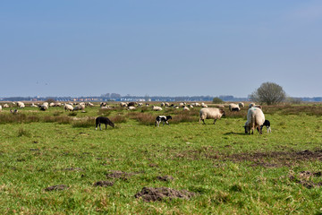 Sheep in the field, Groningen - Netherlands
