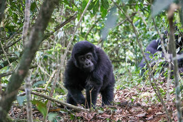 Mountain Gorilla at Bwindi Impenetrable Forest, Uganda