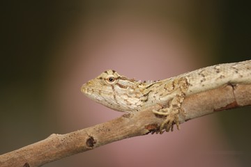 lizard on tree