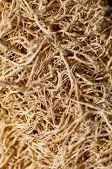 Abstract background. Close up natural sponge Luffa or zucchini sponge for body scrubbing.