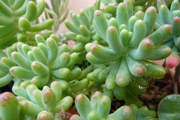 Succulent close up