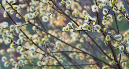 Panoramic spring gentle nature background. Yellow blooming willow catkins. Pussy-willow branches