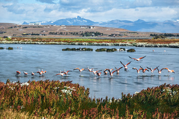 Reserva Laguna Nimez in El Calafate in the Patagonia Region of Southern Argentina - obrazy, fototapety, plakaty