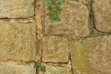 backround old stone wall ruin and plants