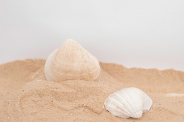 sea shell on the beach