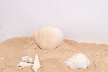 Seashell on beach sand setup