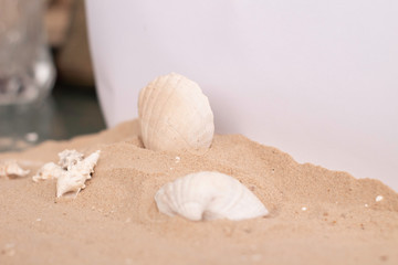 Fototapeta na wymiar Seashell on beach sand setup