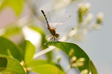 dragonfly on a leaf