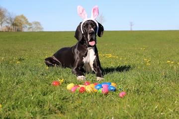 funny black great dane is lying in the garden with funny bunny ears on the head and colorful easter...