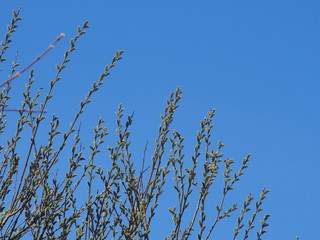 Blown fluffy flowers of a willow. Spring flowers of a willow.