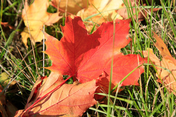 Colored autumn leaves on a maple tree