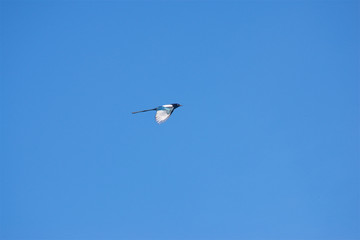 Flying magpies in the clear sky