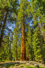 Giant sequoia trees in Sequoia National Park