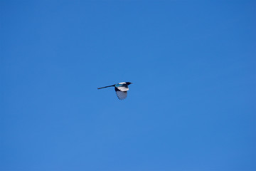 Flying magpies in the clear sky