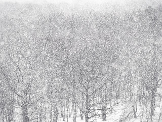 strong snow blizzard over woods in forest