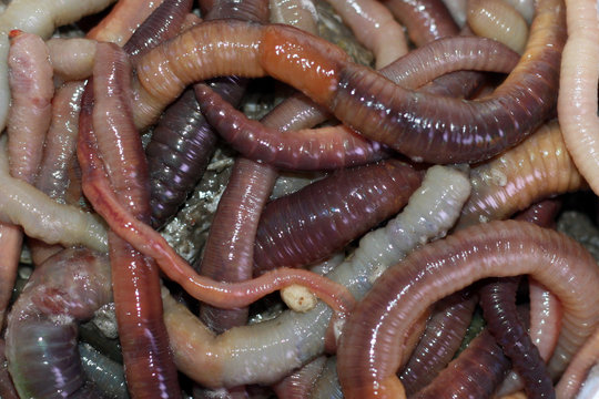 Macro shooting of red dendrobaena worms, live earthworm bait for fishing