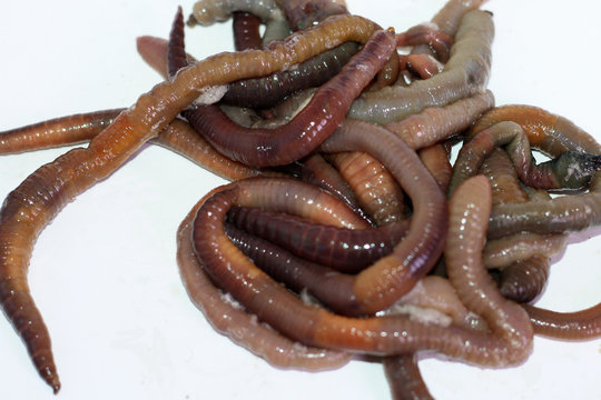 Macro shooting of red dendrobaena worms, live earthworm bait for fishing