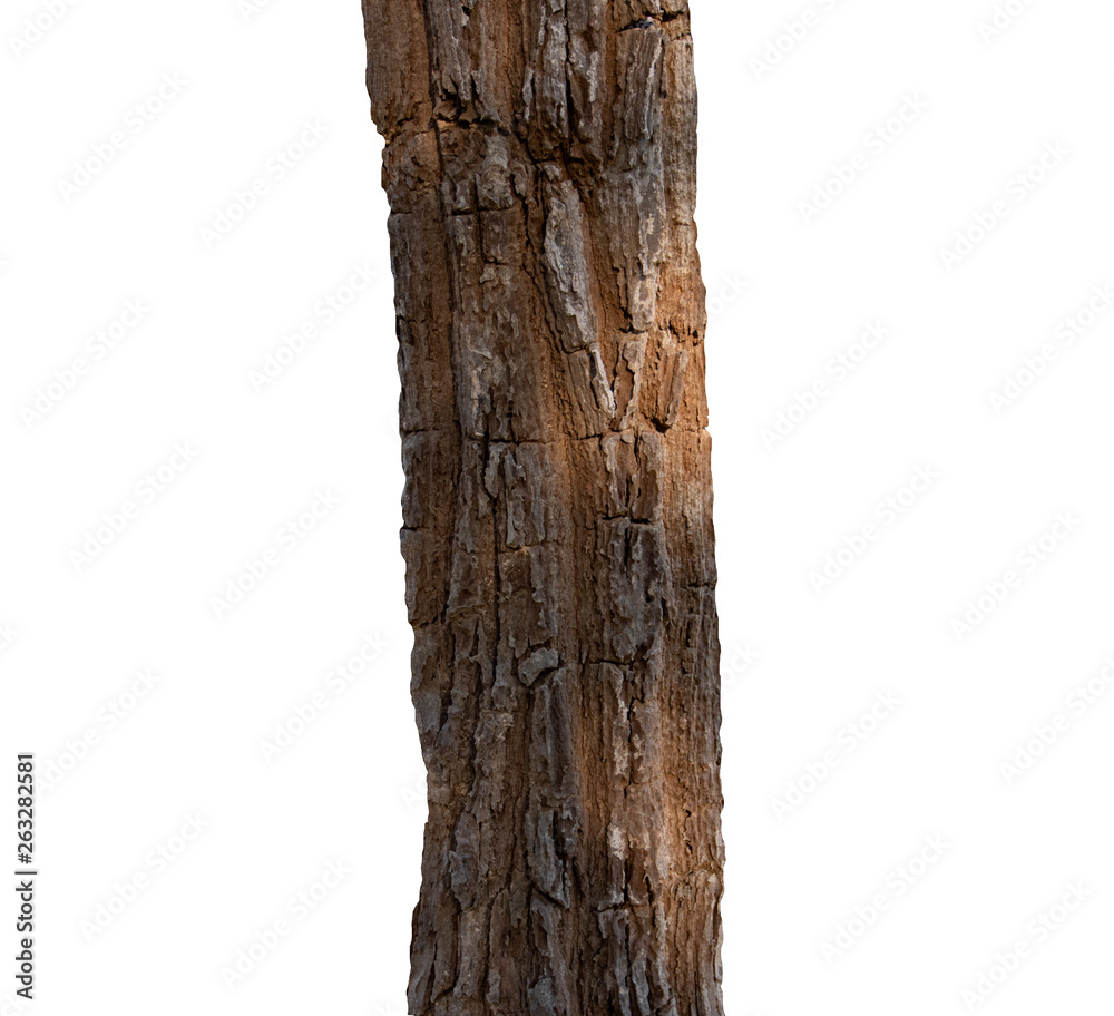 Poster summer tree trunk on a white background
