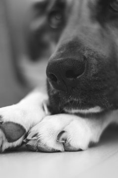 Perro en el suelo en blanco y negro