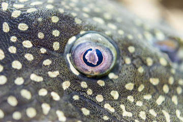 Aquarium Fish Bushymouth catfish (Ancistrus dolichopterus). Ancistrus dolichopterus, one of the...