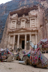 camels in front of Petra in Jordan