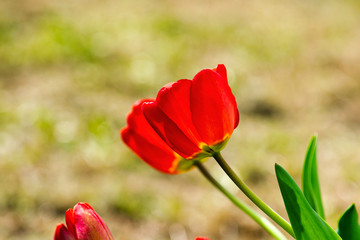 red tulip growing on a green lawn in spring
