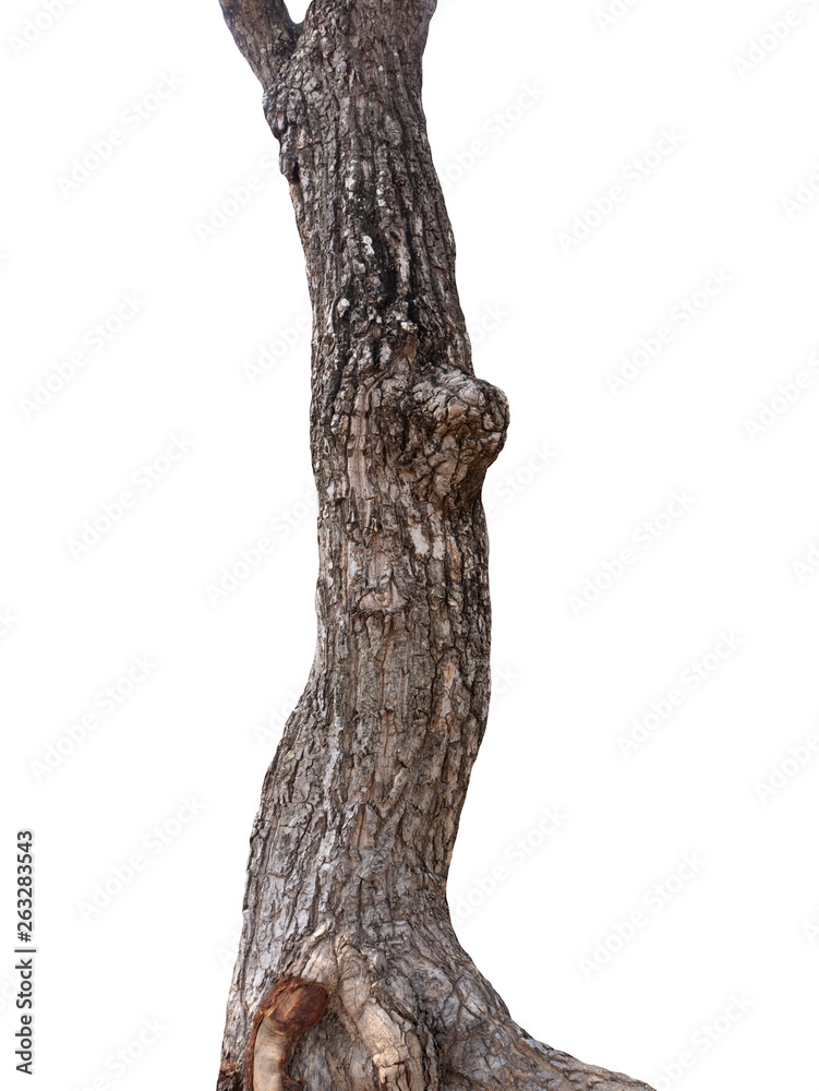 Poster summer tree trunk on a white background