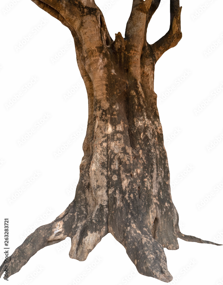Poster summer tree trunk on a white background