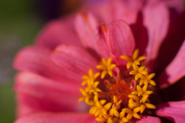Macro flower in the sunlight